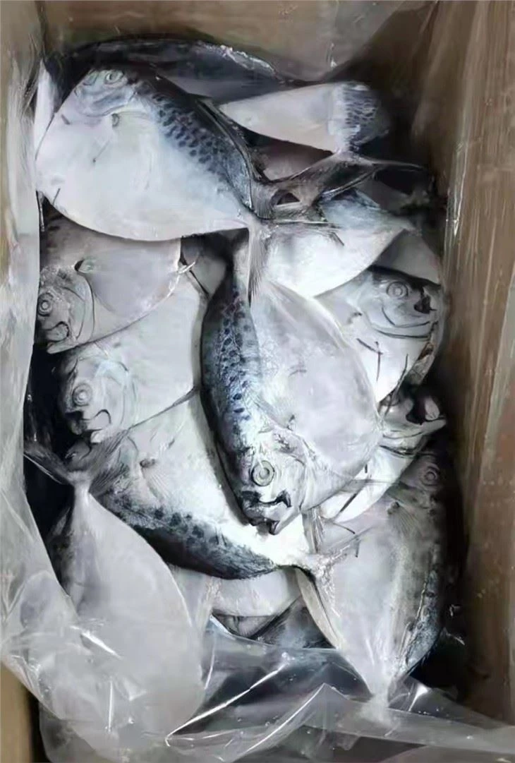 IQF Moonfish Mene Maculate