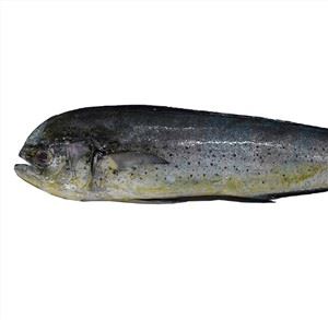 Seafrozen Mahi Mahi