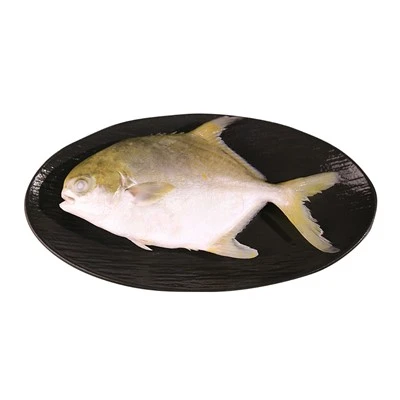 Pompano galben congelate