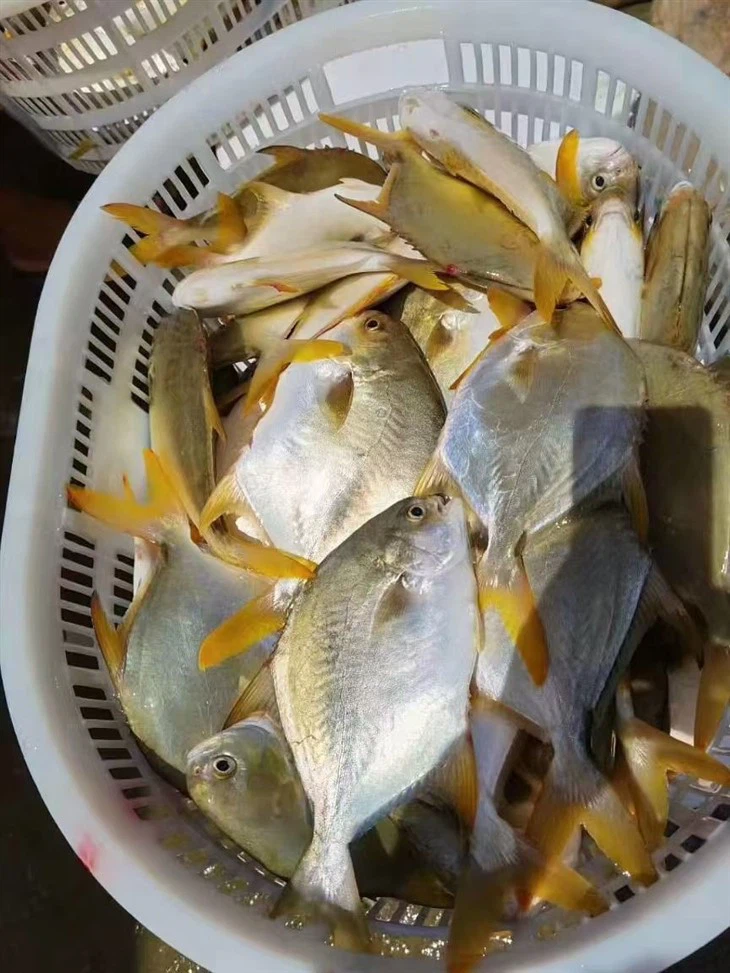 Frozen Golden Pompano