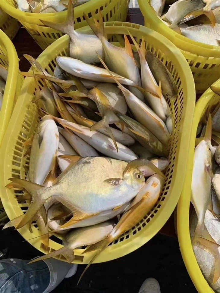 Frozen Golden Pompano