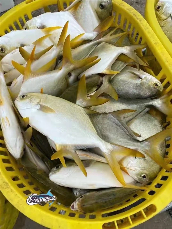 Frozen Golden Pompano