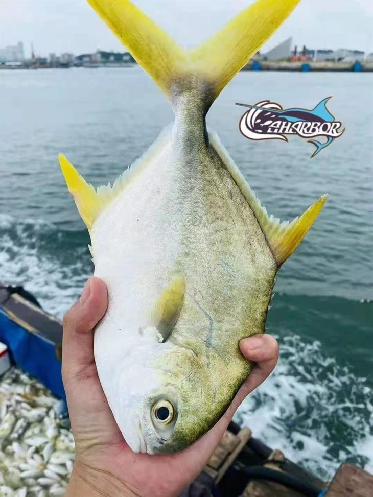 Frozen Golden Pompano