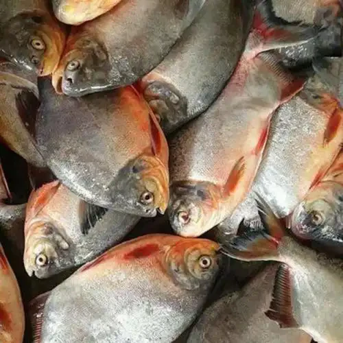 Pomfret roșu