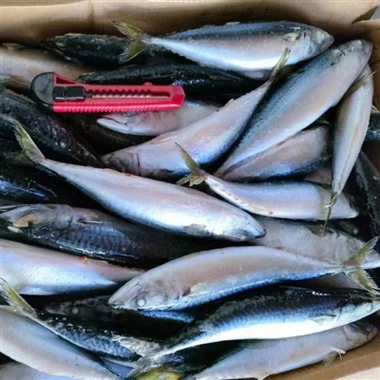 Cum înghețarea rapidă îmbunătățește calitatea peștelui