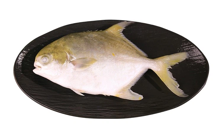 golden pompano golden pompano